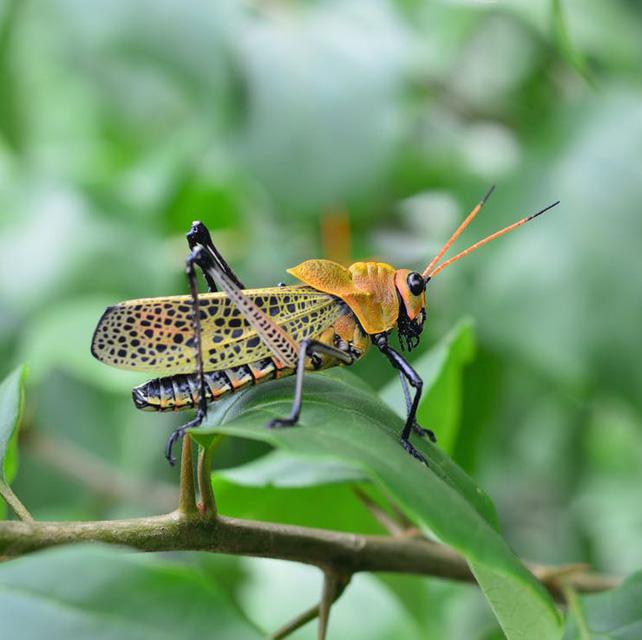 Pest control service karachi2