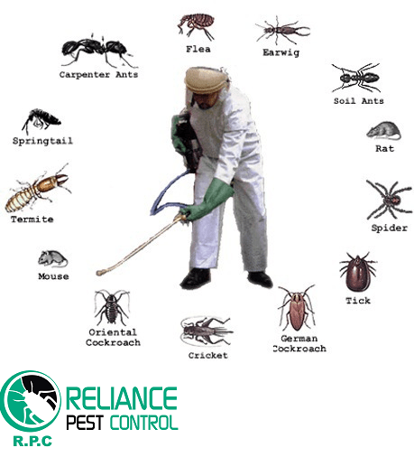 Fumigation-services-in-karachi