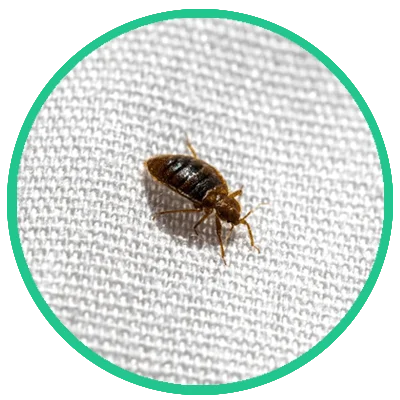 bed bugs fumigation in karachi pakistan, best bed bugs treatment in karachi, bed bugs spray treatment in karachi