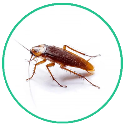 cockroaches fumigation in karachi pakistan, cockraoces pest control, best cockroaches fumigation company