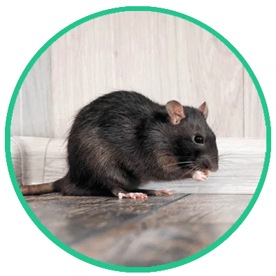 rat & rodent fumigation services in karachi Pakistan, rodent removal services in karachi (1)