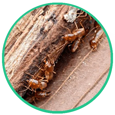 termite proofing treatment, termite fumigation in karachi, best termite control services in karachi,